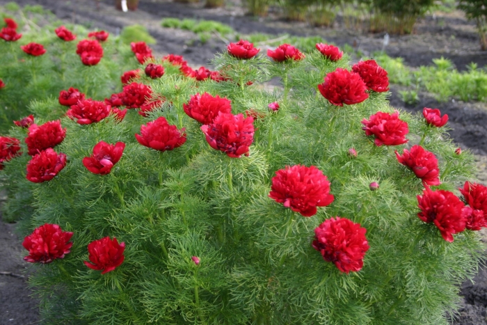 Пион тонколистный воронец