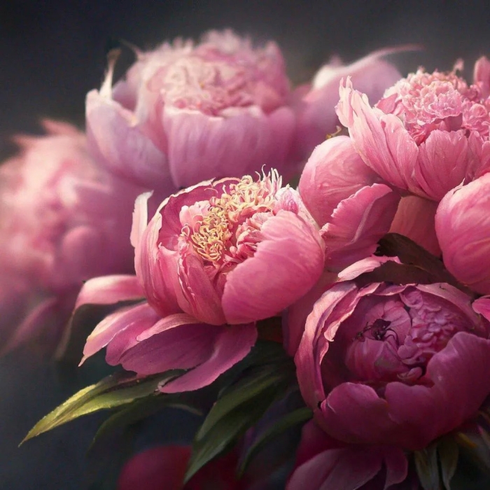 Красивые пионы