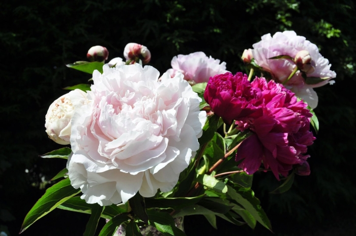 Пион ля фьянс