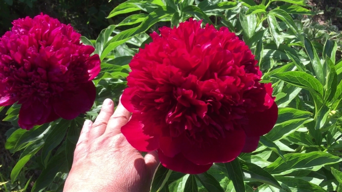 Пион ред грейс