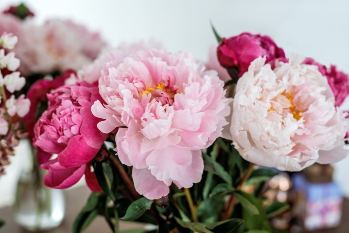 Пионы растут