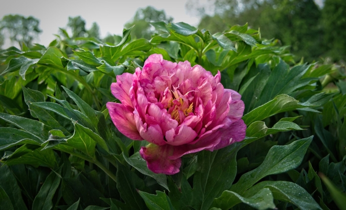 Пион хиллари