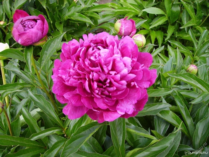 Пион eliza lundy