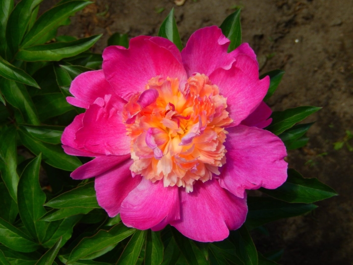 Пион сорт варенька