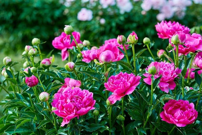 Peony garden