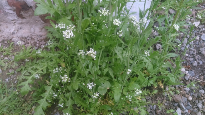 Пастушьей сумки трава