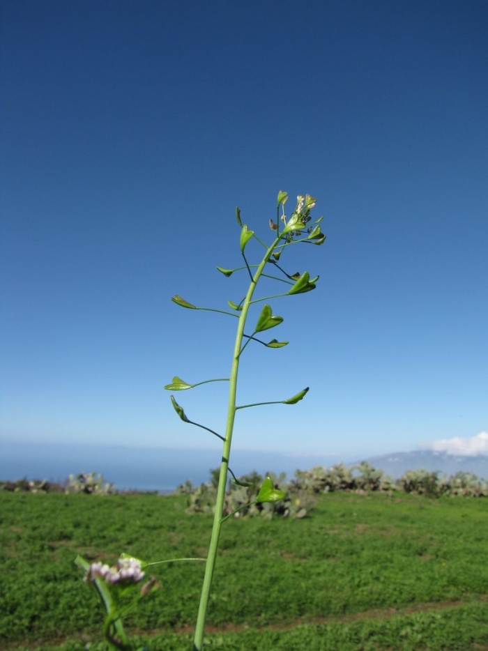Пастушья сумка растение
