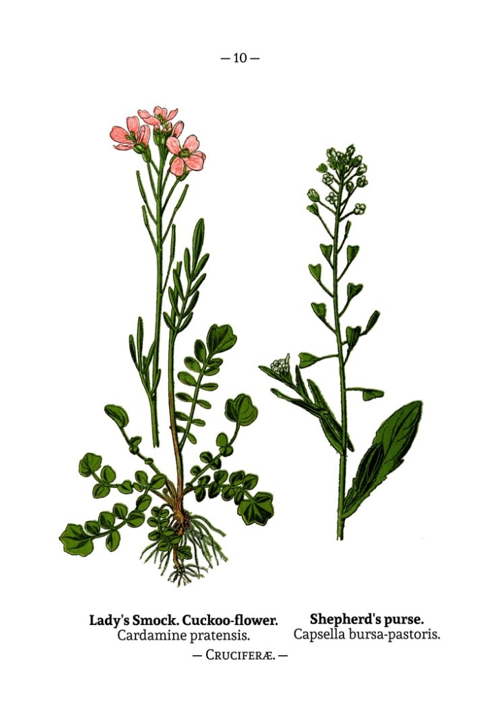 Резушка таля (arabidopsis thaliana)