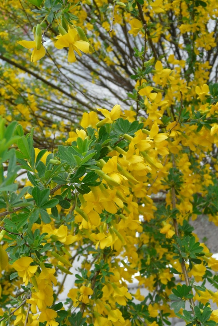 Акация желтая карагана древовидная