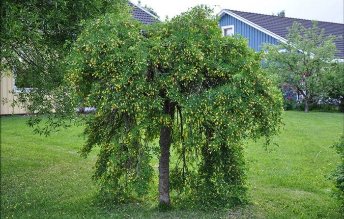 Карагана древовидная пендула