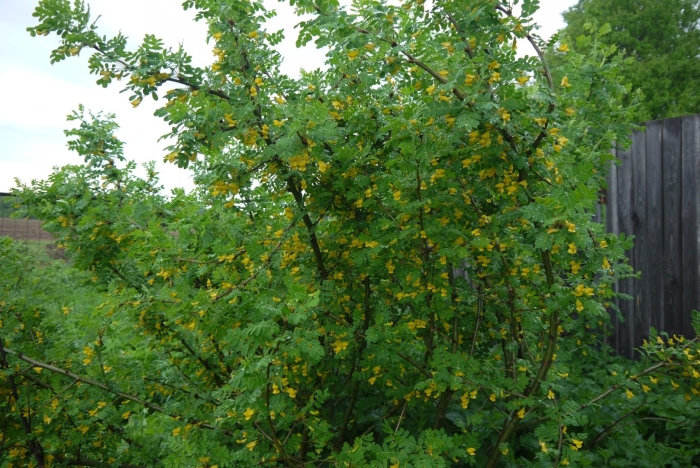 Акация желтая карагана древовидная