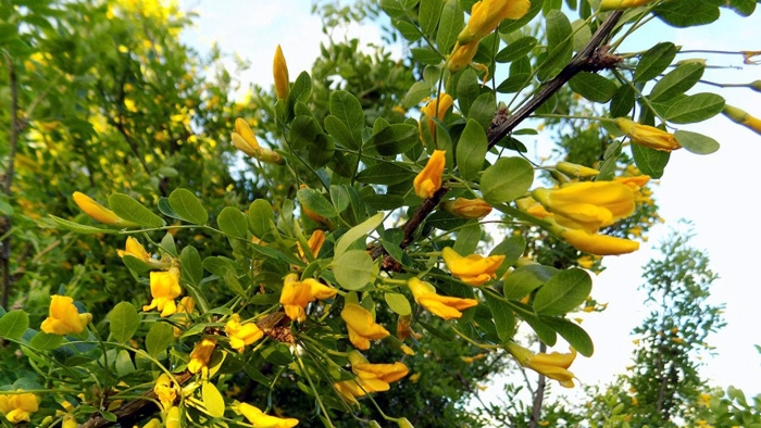 Акация карагана древовидная