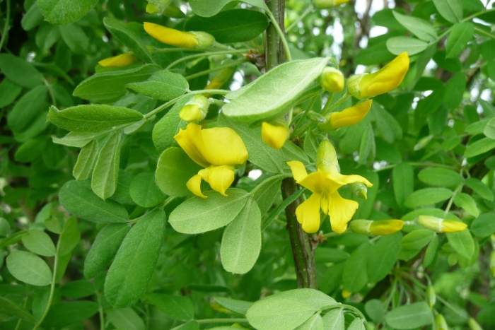 Карагана frutex