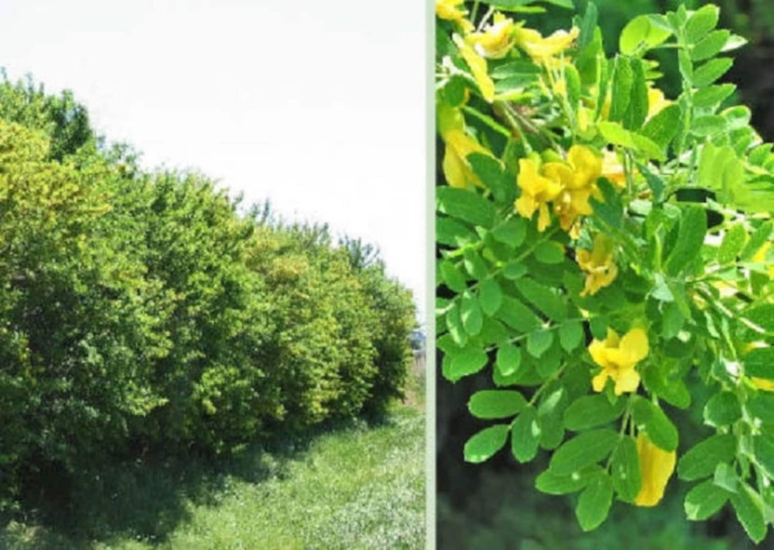 Акация желтая карагана древовидная