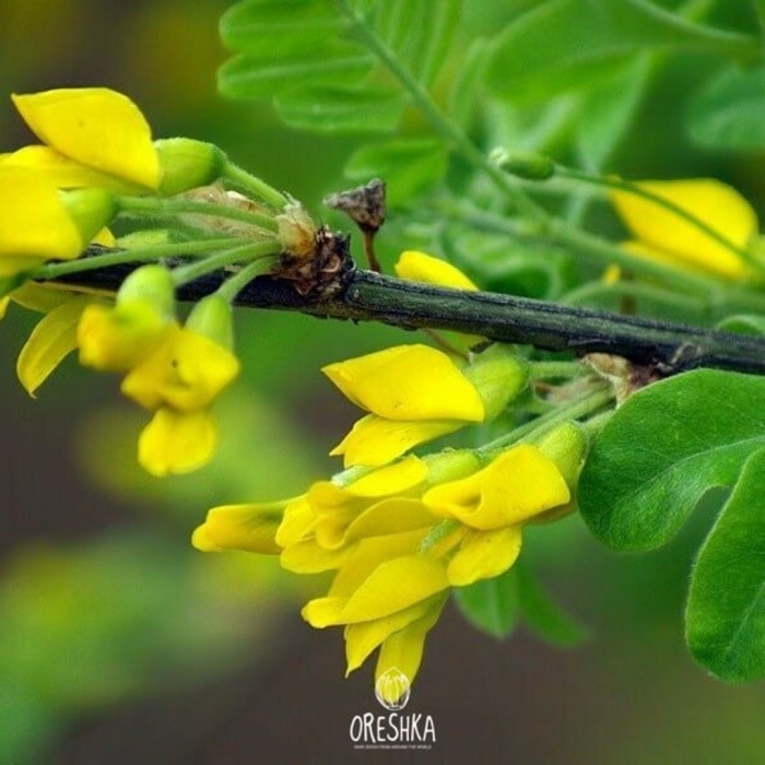 Акация карагана