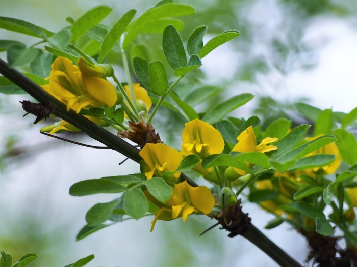 Акация желтая карагана древовидная