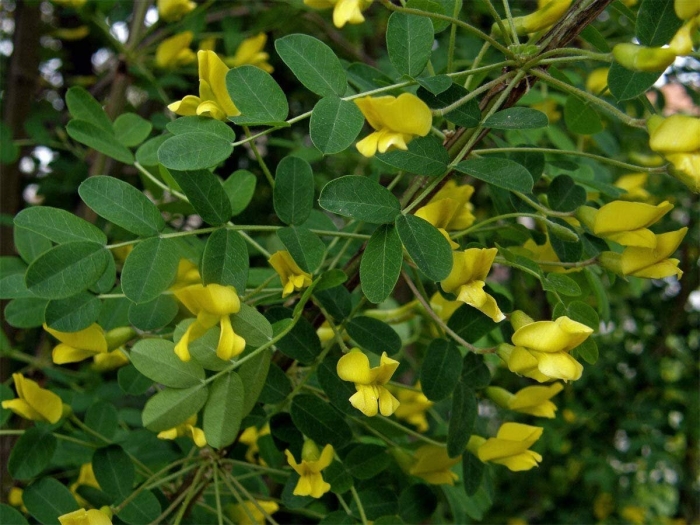 Карагана древовидная кустарник