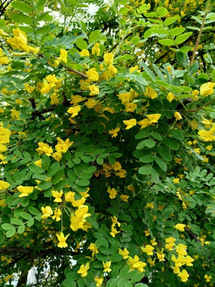 Цветущая желтая акация