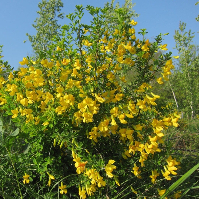 Карагана чилига