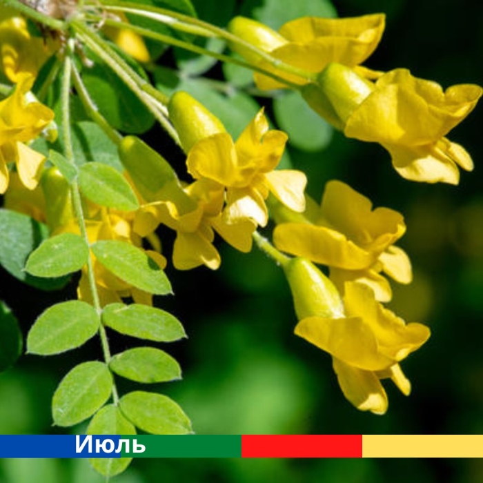 Акация желтая карагана древовидная