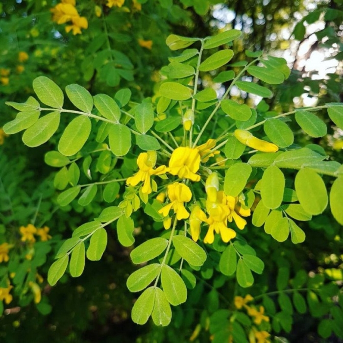 Карагана акация древовидная caragana arborescens