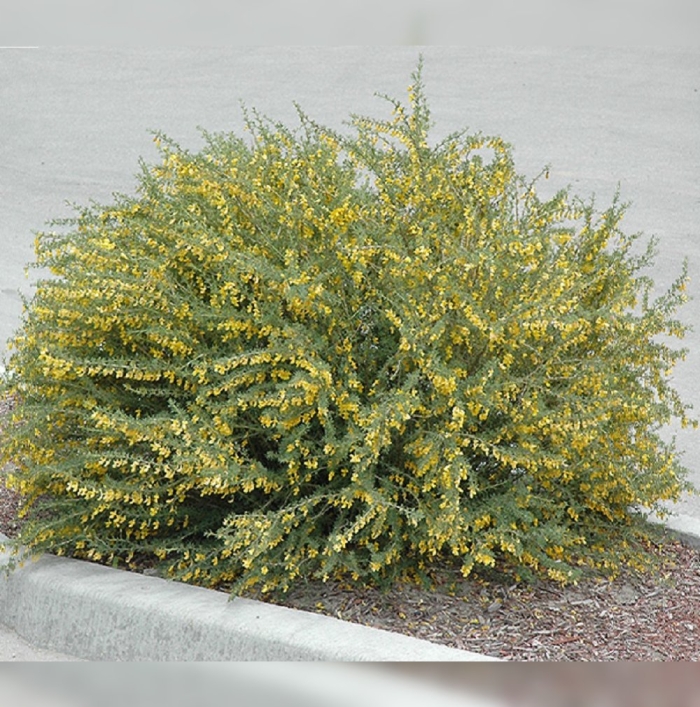 Ракитник ранний олголд