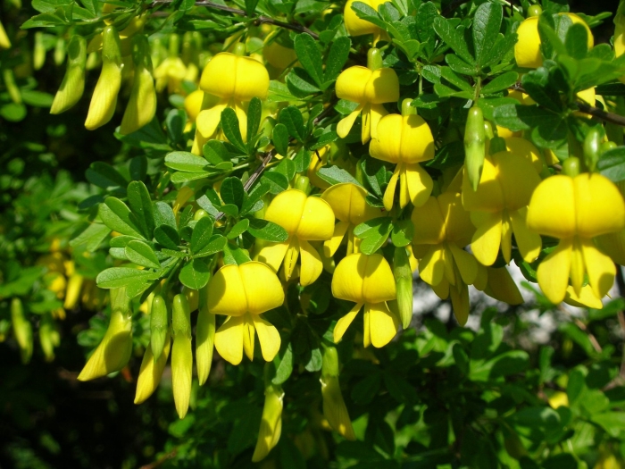 Акация карагана древовидная