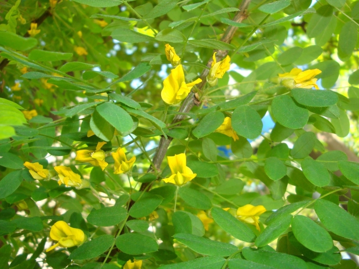 Карагана кустарниковая