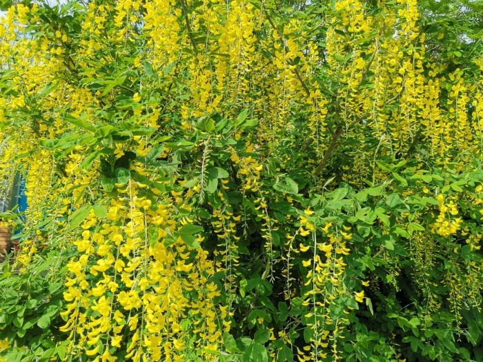 Бобовник анагировидный