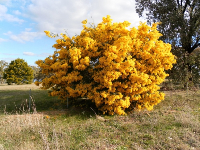 Золотая акация австралии