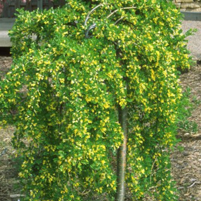 Карагана пендула