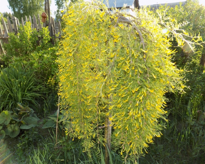 Карагана древовидная уолкер