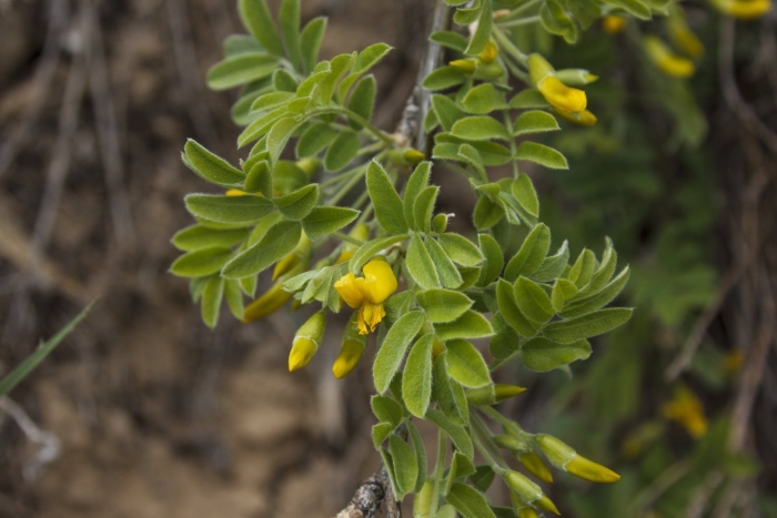 Акация желтая карагана древовидная