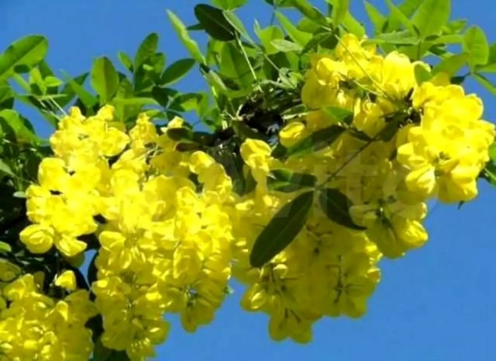 Акация желтая карагана древовидная