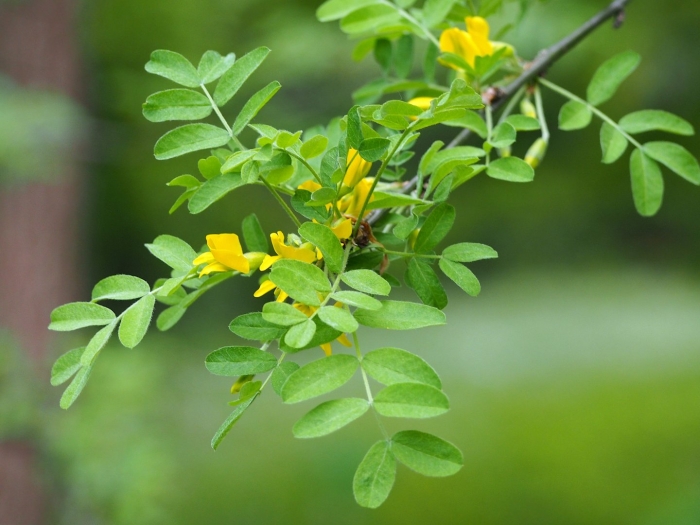 Акация древовидная caragana arborescens
