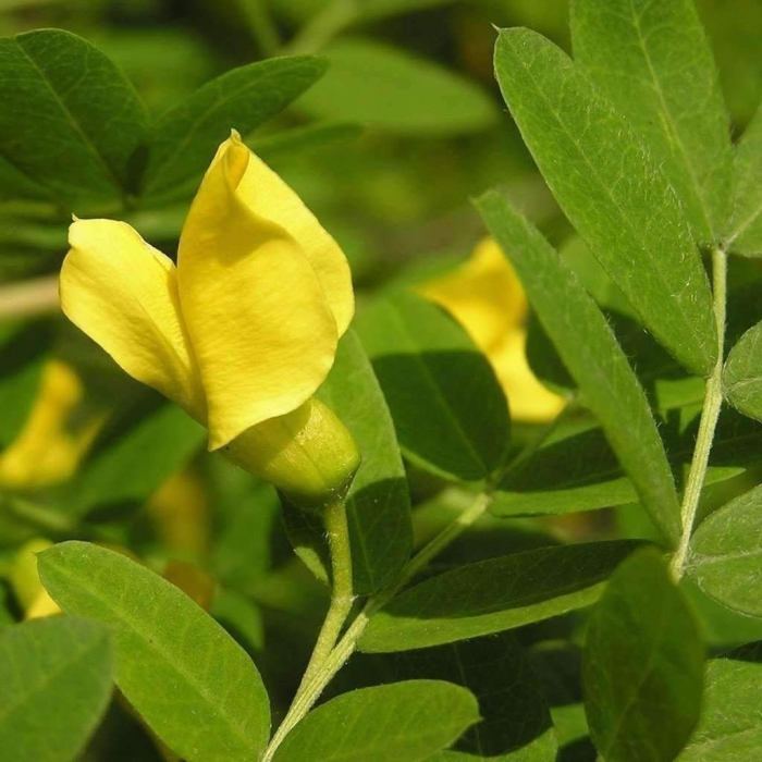 Акация желтая карагана древовидная