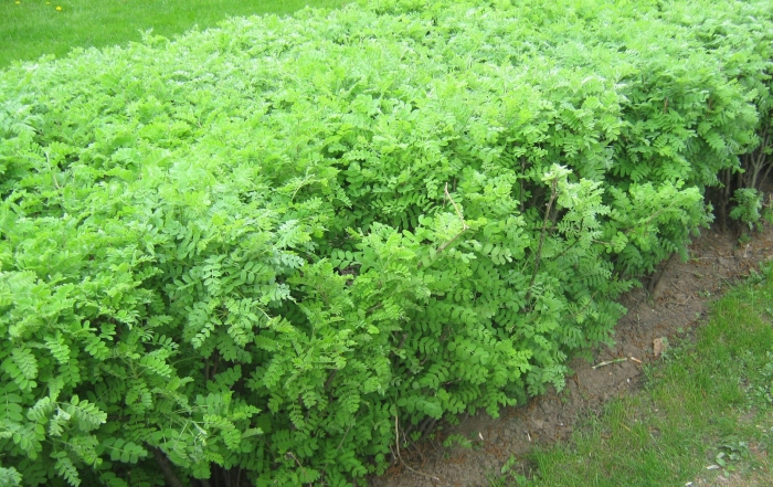 Карагана древовидная живая изгородь