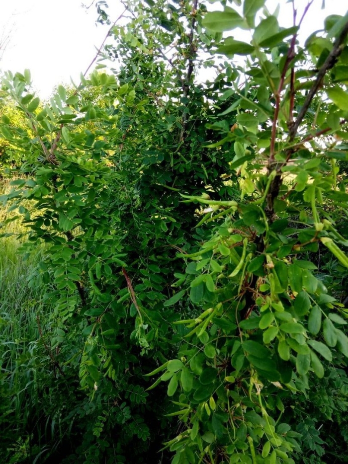 Акация желтая карагана древовидная