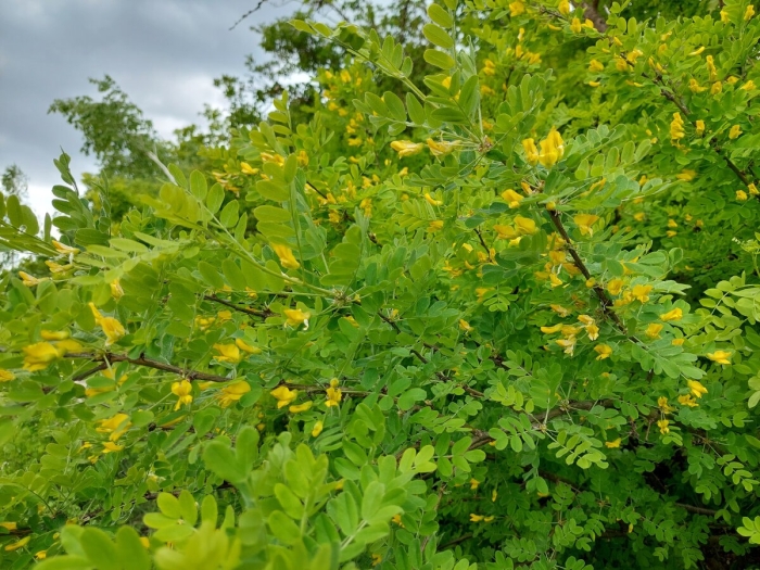 Акация карагана