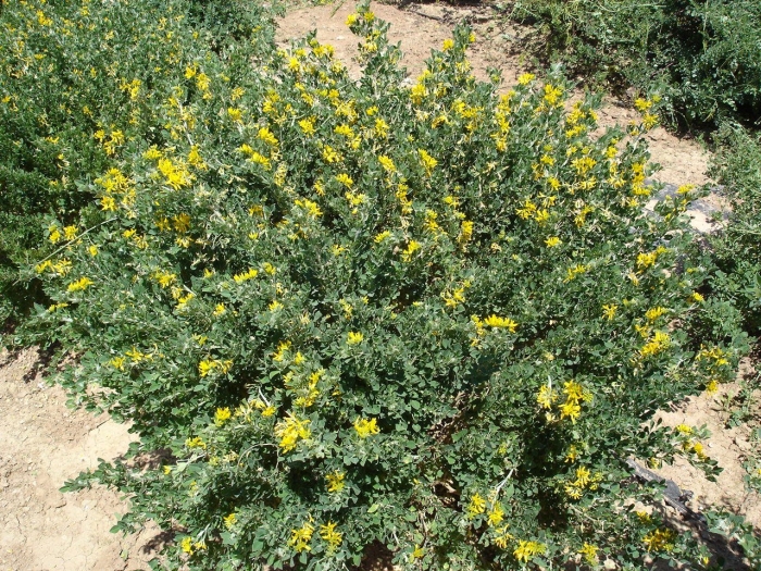 Caragana microphylla