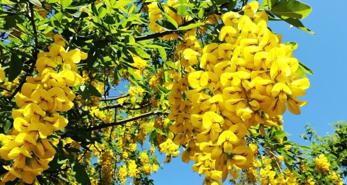 Cassia fistula (кассия)