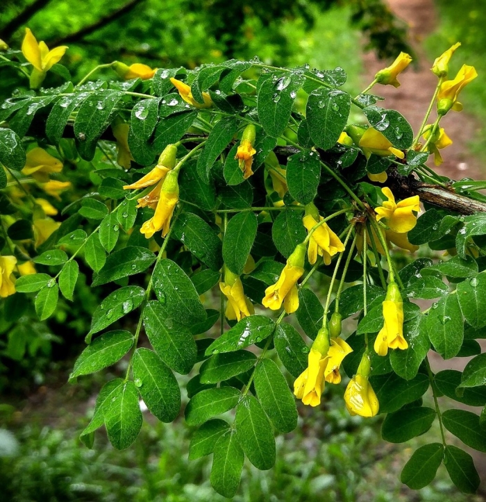 Акация карагана древовидная