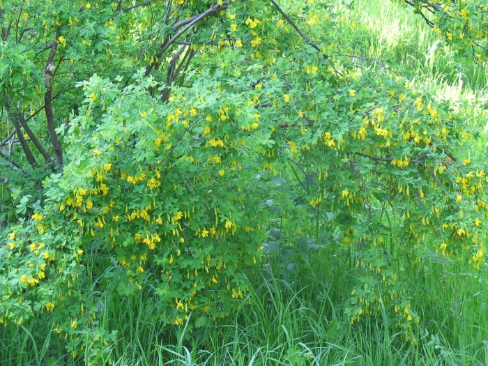 Карагана древовидная кустарник