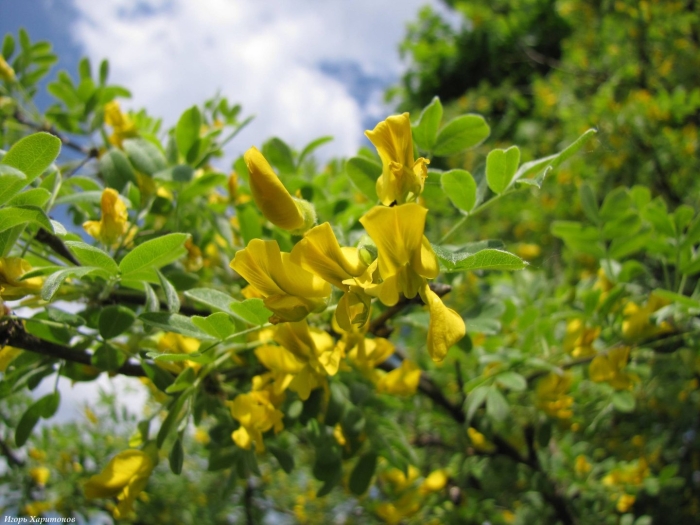 Акация карагана древовидная