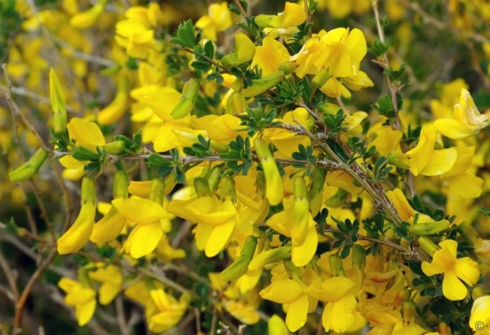 Cytisus scoparius