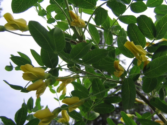 Акация древовидная карагана пендула