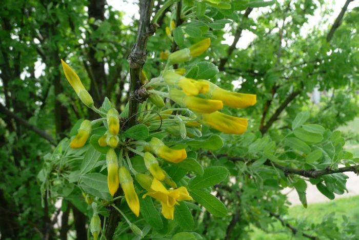 Карагана древовидная lorbergii