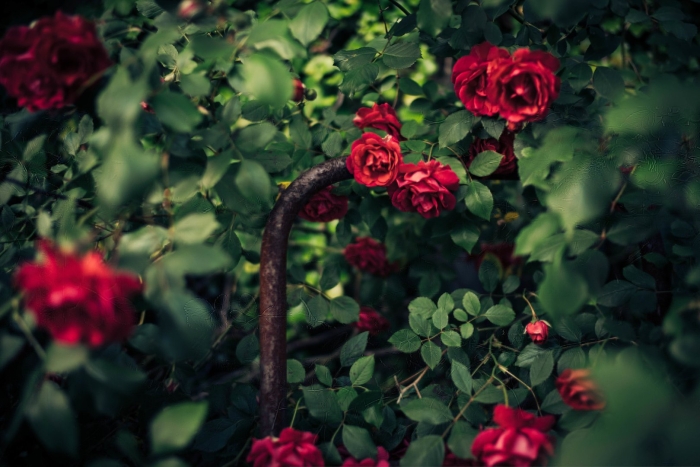 Куст розы хельмут