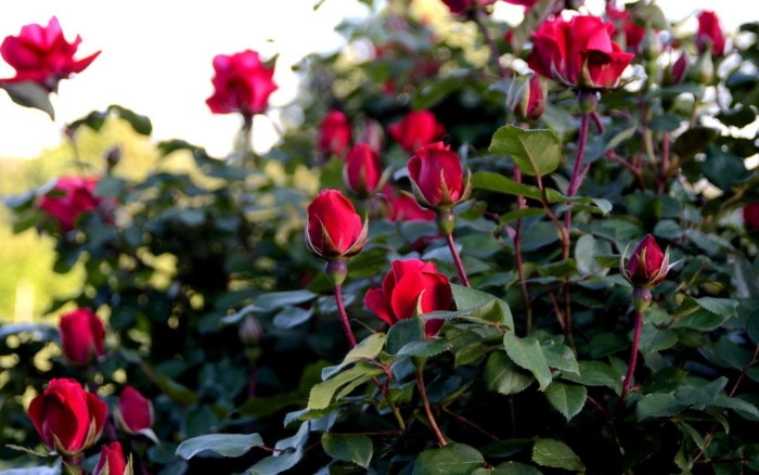 Куст розы мелроуз