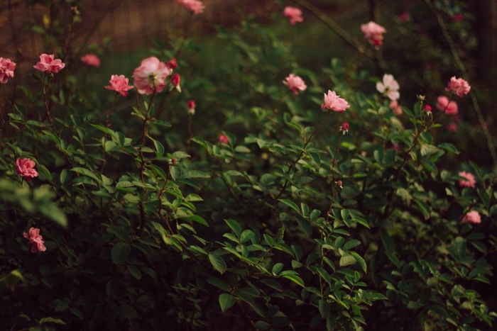 Дикая кустовая роза